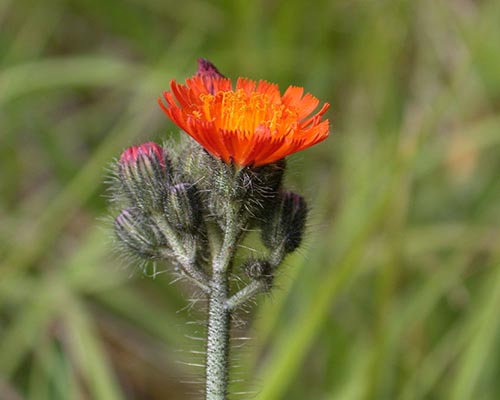 Orange hawkweed